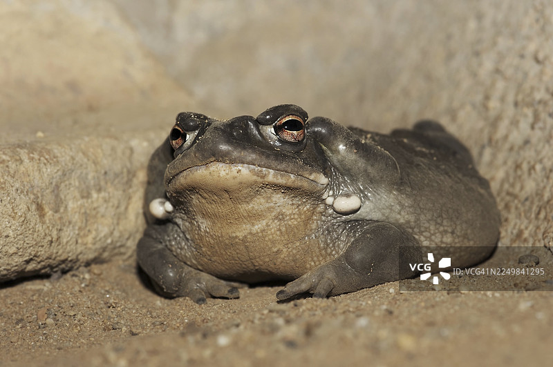 科罗拉多蟾蜍或索诺拉沙漠蟾蜍（Incilius alvarius. Bufo alvarius），圈养，北美洲分布图片素材