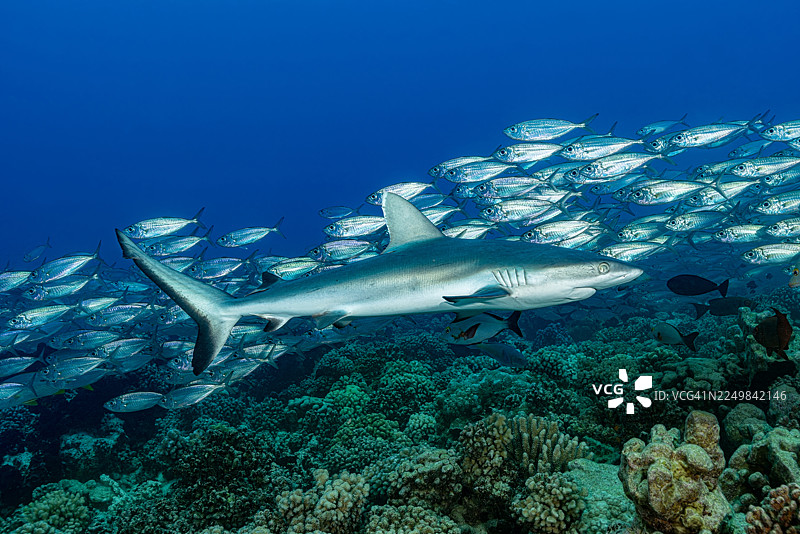 灰礁鲨（Carcharhinus amblyrhynchos）和圆眼鲹鱼群（Selar crumenophthalmus），法属波利尼西亚土阿莫土群岛南法卡拉瓦图片素材