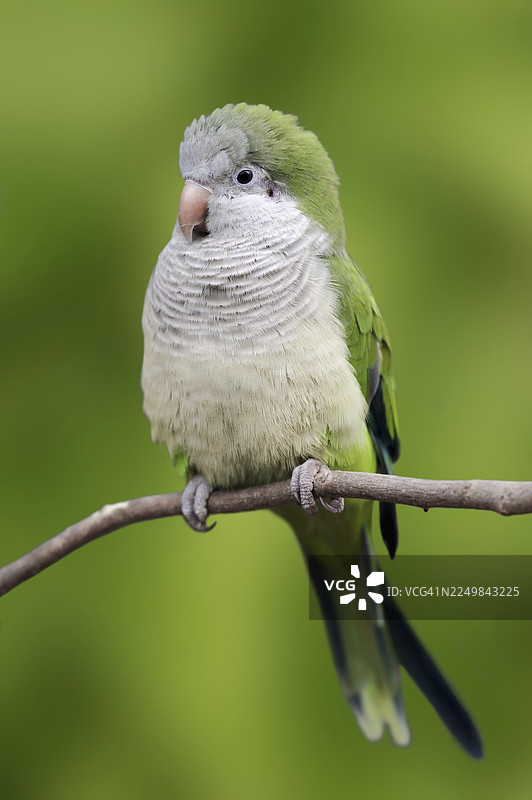 和尚鹦鹉（Myiopsitta monachus），圈养，分布于南美洲图片素材