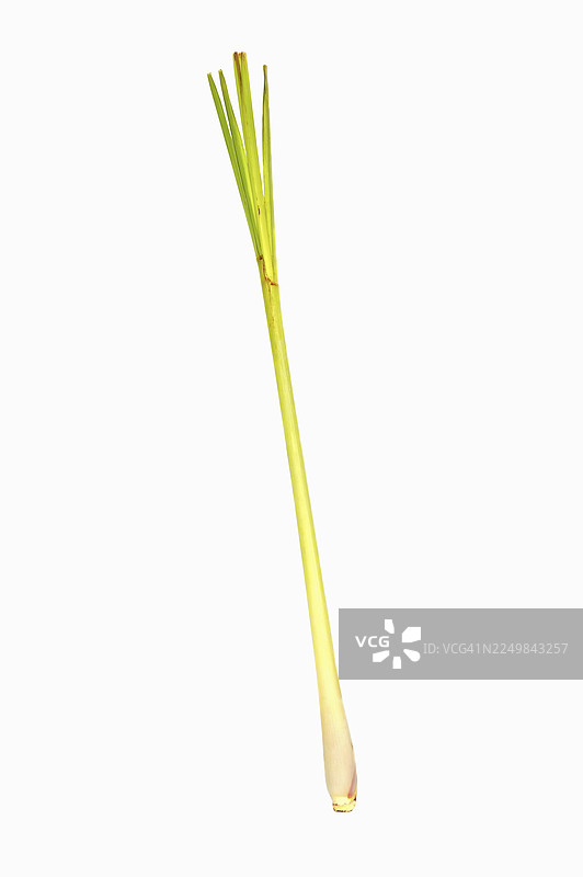 香茅或西印度香茅（Cymbopogon citratus, Andropogon citratus）图片素材