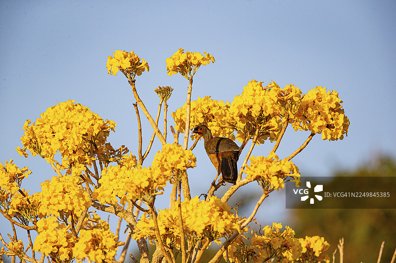 查科查卡拉卡（Ortalis canicollis），巴西潘塔纳尔图片素材