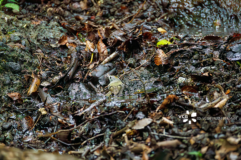 日本最小的鸟类,可爱的金冠鹎(Cercopithecus cephus)。在日本山梨县富士吉田市大渊泉水边沐浴的野鸟。观鸟,2025年。图片素材