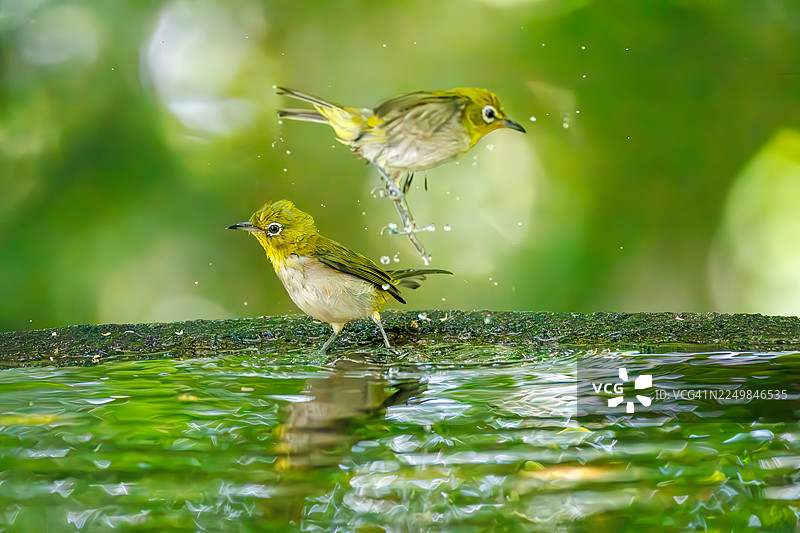 一群可爱的日本暗眼鹛（Zosterops Japonica）在日本神奈川县秦野市的甲源山鸟类保护区、甲子山公园的泉水中沐浴 - 2025年。图片素材