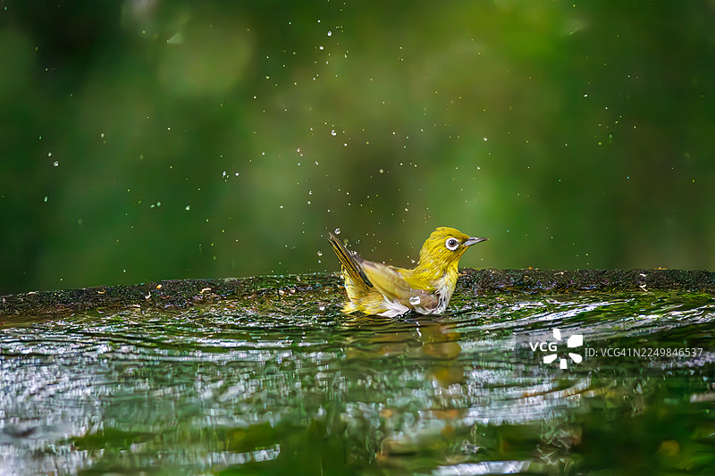 一群可爱的日本绣眼鸟（Zosterops Japonica）在日本神奈川县秦野市的权现山（Gongenyama）和子安山公园（Koboyama Park）的春季里沐浴。- 2025图片素材
