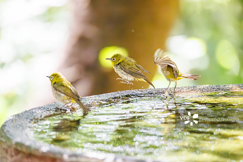 一群可爱的日本暗眼鹛（Zosterops japonica）在日本神奈川县秦野市的宫下山鸟类保护区、小山公园的山上沐浴。- 2025。图片素材