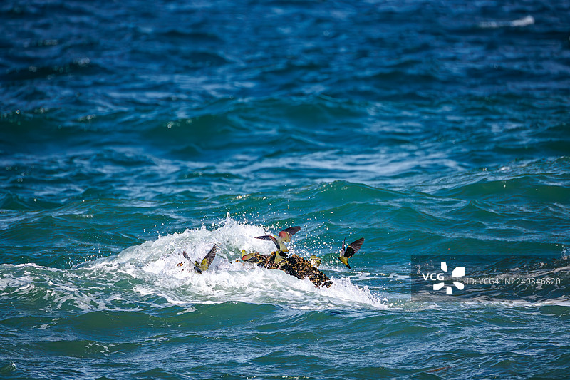 一群美丽的白腹绿鸠（Treron sieboldii）从山区飞入海浪，摄取海水中的矿物质。日本神奈川县中郡大矶町照崎海岸 - 2025图片素材