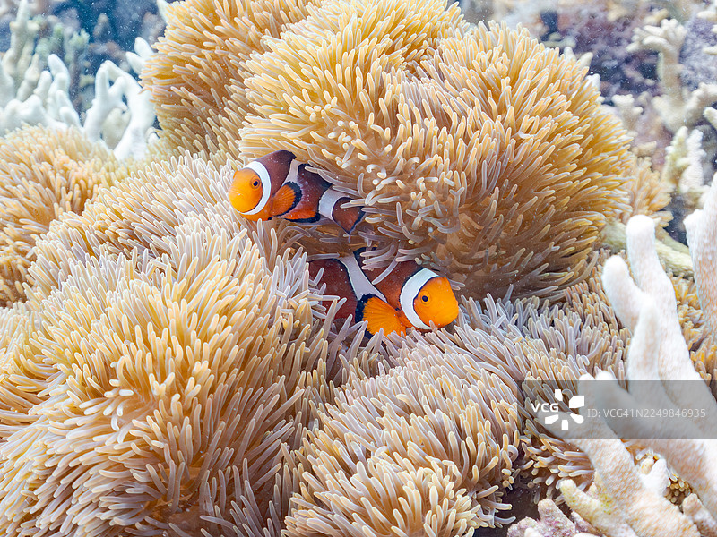 可爱的克氏海葵鱼一家、美丽的海葵及其他生物在精彩的珊瑚礁中。一群热带鱼。美丽的珊瑚礁和游泳的人们。地点：冲绳县岛尻郡渡嘉敷村座间味岛，2025年图片素材