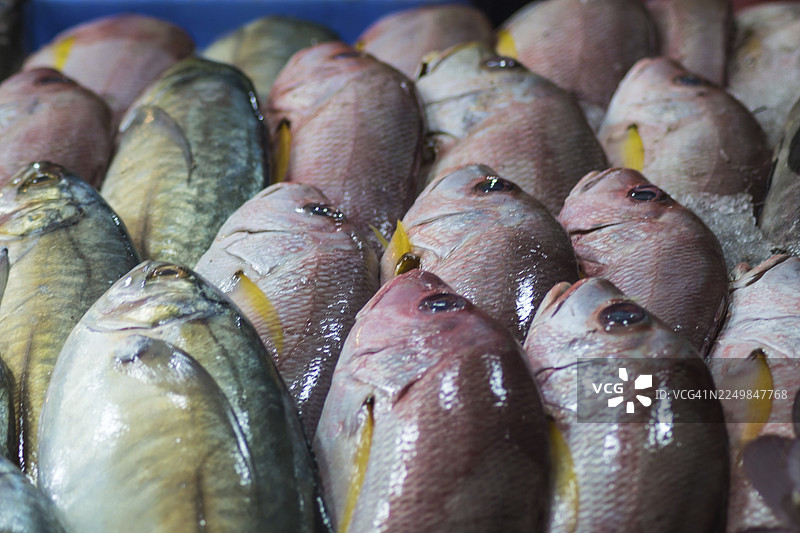 冰镇新鲜的红鲷鱼和鲭鱼图片素材