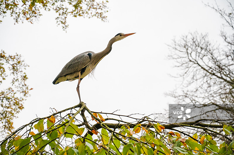伦敦公园里的鸟图片素材