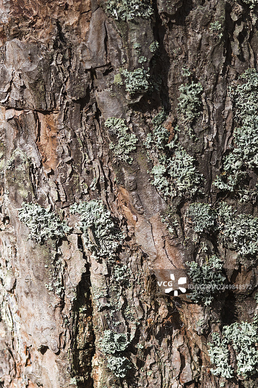 松树树皮和地衣的纹理图片素材