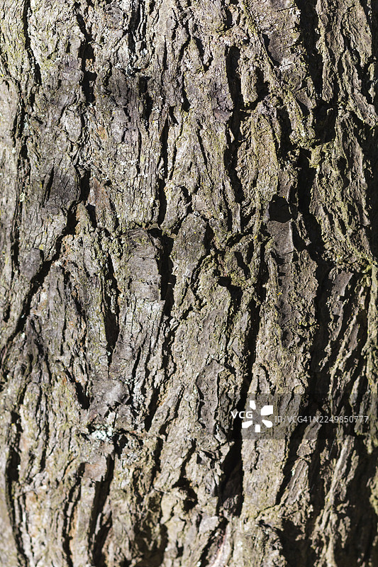 秋日阳光下灰色树皮的纹理图片素材