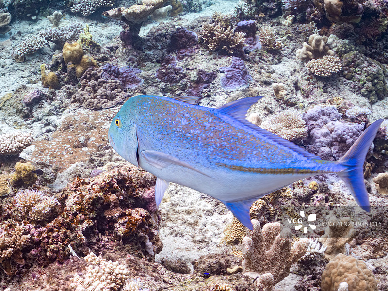 巨大的牛港鯵,蓝鳍鲹。水面摄影。以及其他。冲绳县八重山群岛。一群热带鱼。美丽的珊瑚礁和游泳的人。座间味岛,庆良间群岛,岛尻郡,日本-2025图片素材