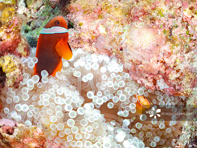 番茄小丑鱼，Amphiprion frenatus，幼鱼。气泡海葵，Entacmaea quadricolor。及其他。冲绳县宫古岛，热带鱼群。美丽的珊瑚礁和游泳的人们。日本冲绳县座间味岛，庆良间群岛，岛尻郡，2025图片素材