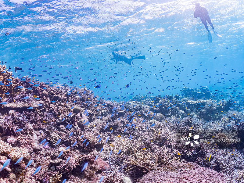 帕拉坎特氏海刺鱼,也称蓝唐王鱼、蓝唐王刺、蓝唐王,安汶海葵鱼,安汶海葵鱼,蓝绿海葵鱼,蓝绿海葵鱼,蓝绿海葵鱼,以及其他。冲绳县国头郡今归仁村天底岛,一群热带鱼。美丽的珊瑚礁。图片素材
