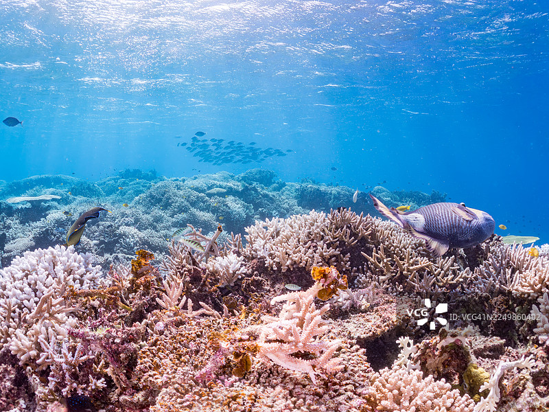 泰坦炮弹鱼，绿鳞炮弹鱼，丝鳍蝶鱼，金纹蝶鱼，斑马神仙鱼，半环神仙鱼，以及其他。冲绳县阿嘉那斯库岛，一群热带鱼。美丽的珊瑚礁和游泳的人们。座间味岛图片素材