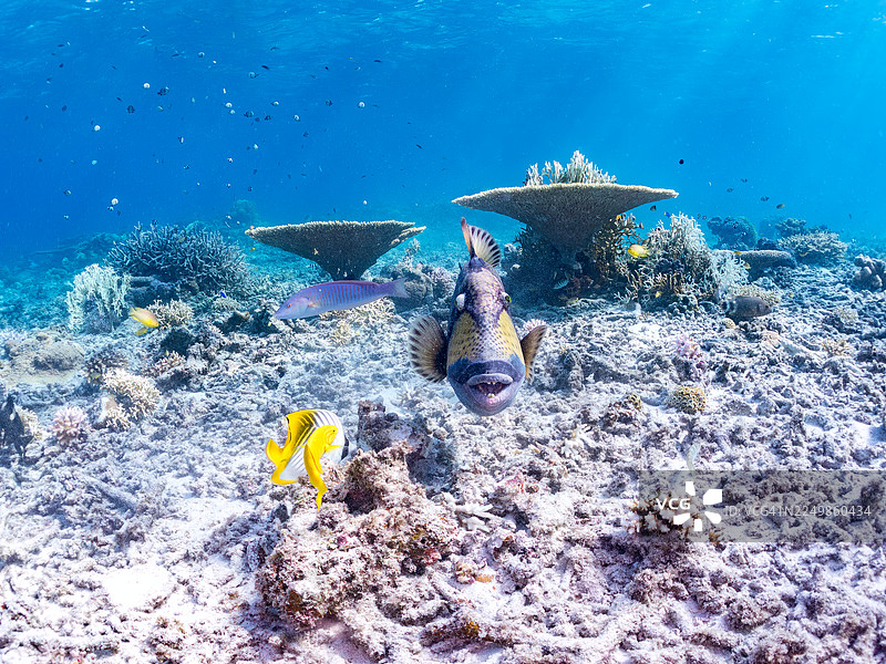泰坦炮弹鱼(Balistoides viridescens)、丝尾蝶鱼(Chaetodon Auriga)、斑马神仙鱼(Pomacanthus semicirculatus)等。 亚格纳西库岛,冲绳,一群热带鱼。美丽的珊瑚礁和游泳的人们。座间味岛图片素材