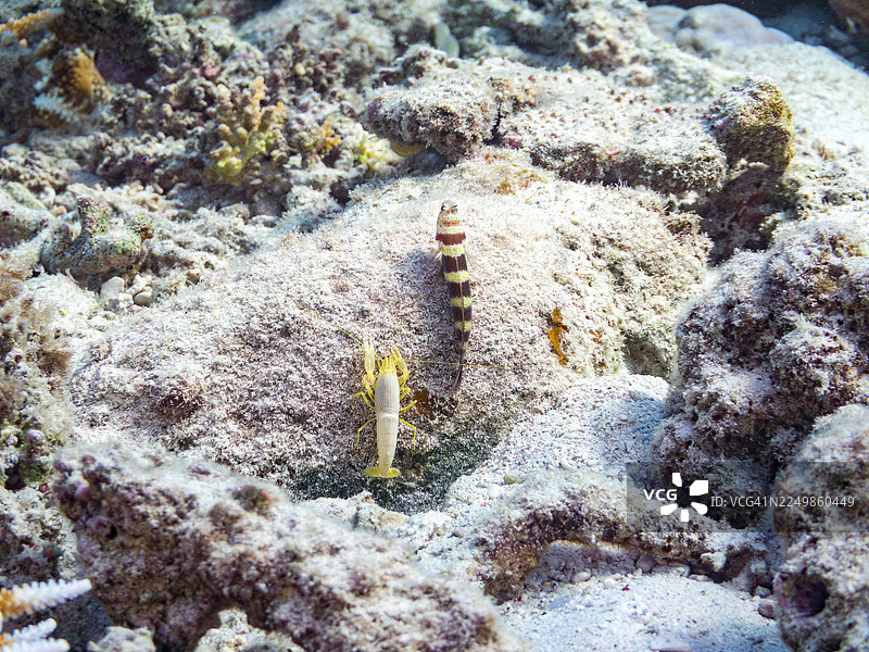 共生关系，美丽的枪虾虎鱼，Wheeler's shrimp goby，脆虾，枪虾属，等。冲绳县八重山群岛，一群热带鱼。美丽的珊瑚礁和游泳的人们。座间味岛，庆良间群岛，岛尻郡，日本-2025图片素材