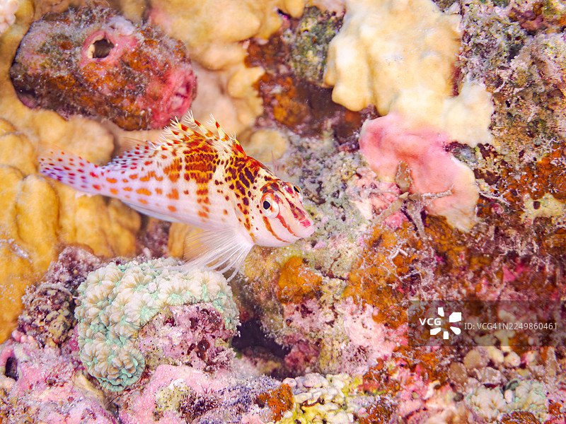 矮海雀鱼(Cirrhitichthys falco)及其他。冲绳县国头郡今归仁村(Agenasiku island, Okinawa),一群热带鱼。美丽的珊瑚礁和游泳的人们。日本冲绳县岛尻郡座间味村(Zamami island, Kerama Islands, Shimajiri-gun, Japan)-2025图片素材
