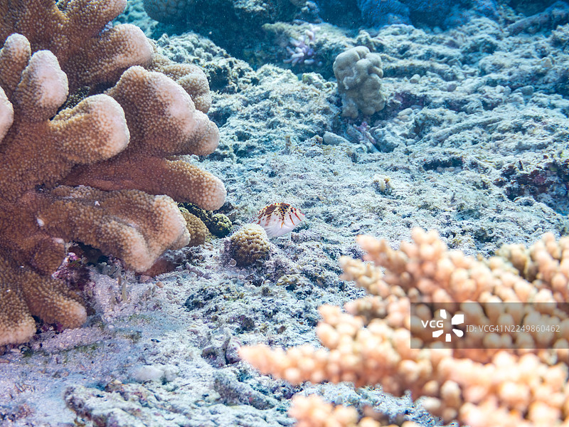侏儒鹰鱼 (Cirrhitichthys falco) 及其他。冲绳县国头郡今归仁村,一群热带鱼。美丽的珊瑚礁和游泳的人们。日本冲绳县岛尻郡渡嘉敷村, 2025图片素材