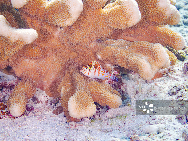 矮海雀鲷(Cirrhitichthys falco)等鱼类,冲绳县国头郡今归仁村,一群热带鱼,美丽的珊瑚礁和游泳的人们,座间味岛,庆良间群岛,岛尻郡,日本-2025图片素材