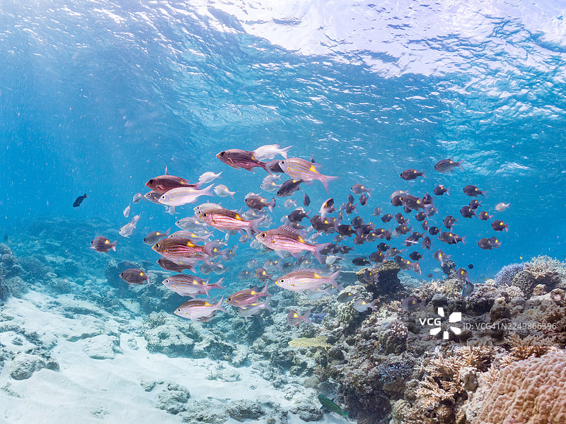 黄斑龙占鱼,条纹大眼鲷,金线龙占鱼,冲绳阿嘉岛,一群热带鱼。美丽的珊瑚礁和游泳的人们。座间味岛,庆良间群岛,岛尻郡,日本-2025图片素材