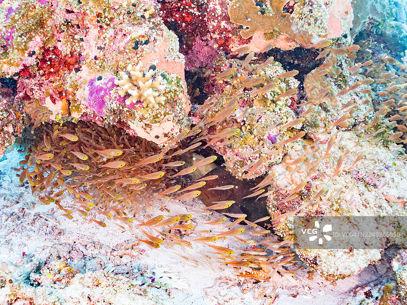 红唇石斑鱼，Aethaloperca rogaa。捕食者。发光天竺鲷，细长天竺鲷，Rhabdamia gracilis，小扫帚鲷，Parapriacanthus ransonneti，阿穆罗岛，冲绳，一群热带鱼。美丽的珊瑚礁和人图片素材