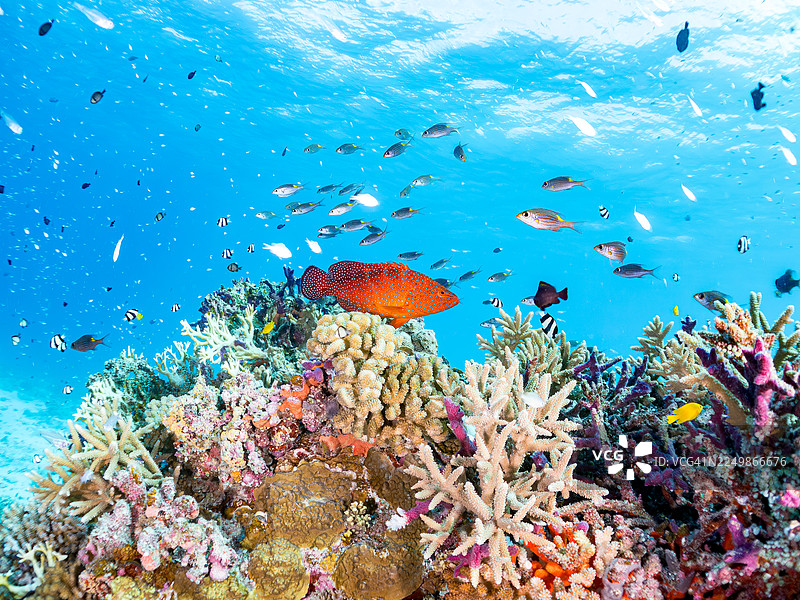 珊瑚海鯛,藍點石斑魚,掠食者。發光天竺鯛,細長天竺鯛,細長裸胸鯙,矮胖掃帚魚,蘭氏矮胖掃帚魚,安室島,沖繩,一群熱帶魚。美麗的珊瑚礁與人們图片素材
