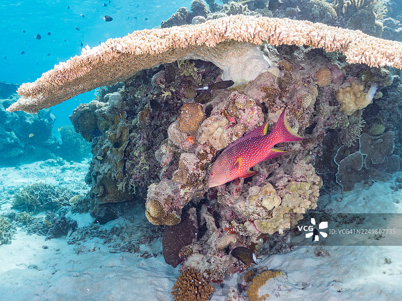 黄边龙鳍鱼，Variola louti，冲绳县座间味岛，一群热带鱼。美丽的珊瑚礁和游泳的人们。座间味岛，庆良间群岛，岛尻郡，日本-2025图片素材