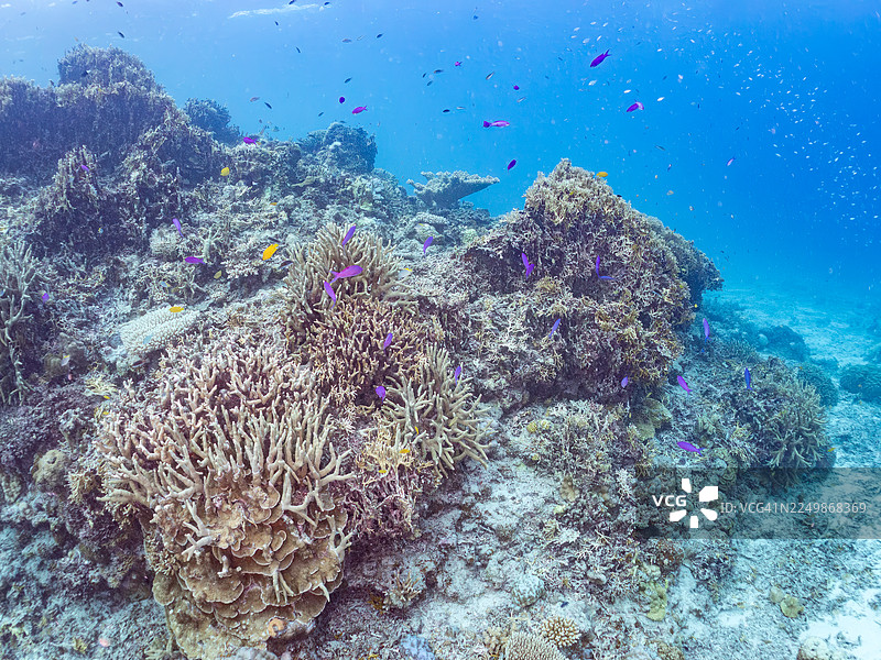 紫罗兰女王鱼，豆娘鱼，蓝绿海葵鱼，阿姆罗岛，冲绳，一群热带鱼。美丽的珊瑚礁和游泳的人们。座间味岛，庆良间群岛，岛尻郡图片素材
