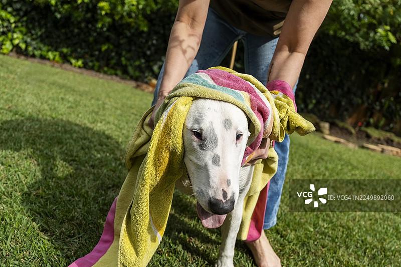 女人在后院的草地上用毛巾擦拭一只顽皮的狗图片素材