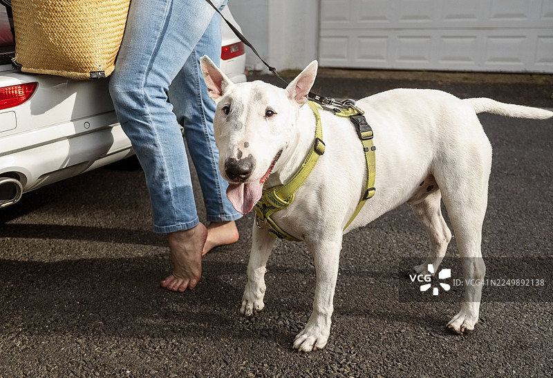 一只快乐的牛头梗，戴着挽具，站在车旁的主人身边，在户外。图片素材