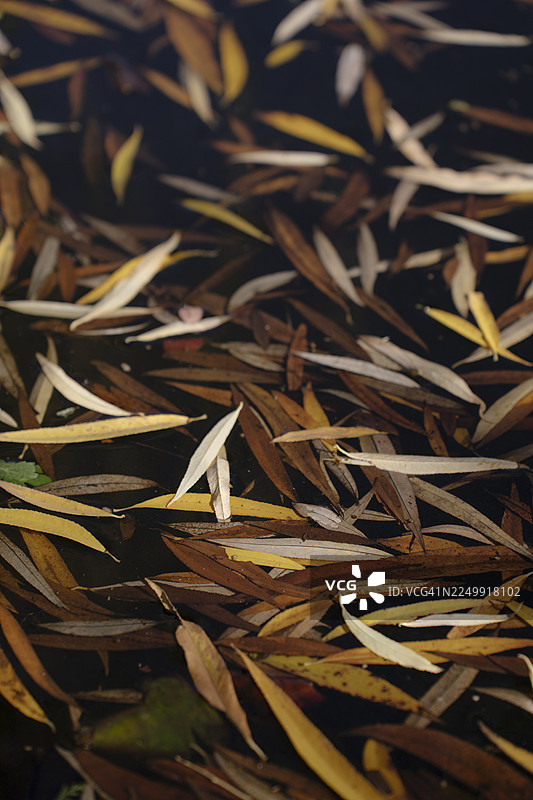 池塘中的秋季黄褐色落叶。秋季自然背景。图片素材