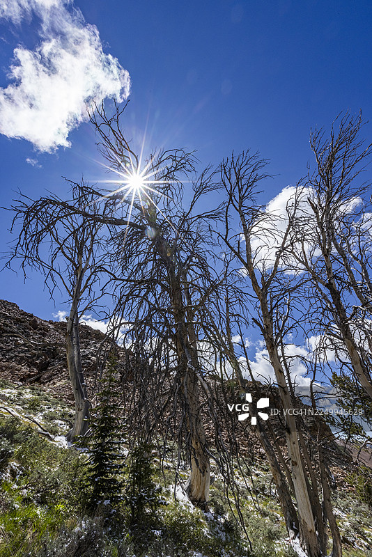 低角度拍摄的阳光穿过树林图片素材