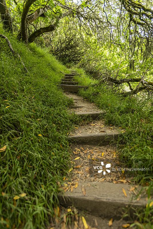 迪普西步道森林中的阶梯图片素材