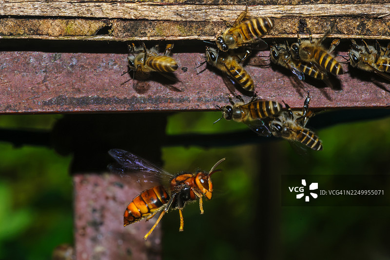 黄蜂袭击木制蜂箱中的蜜蜂图片素材