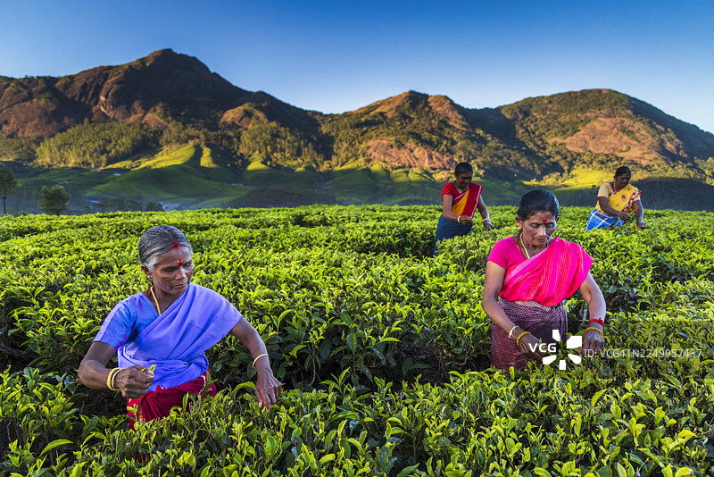 印度穆纳尔的茶叶采摘图片素材
