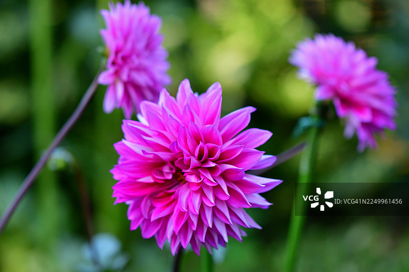 大丽花：色彩多样、形态各异的块茎多年生植物图片素材