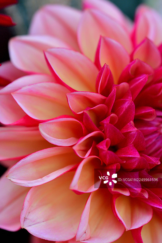 大丽花：色彩和形态各异的鲜艳块茎多年生植物图片素材