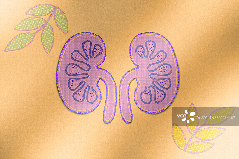 人体肾脏器官的布艺贴花艺术图片素材