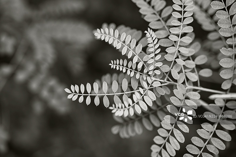 靛蓝（Indigofera heterantha）喜马拉雅靛蓝植物，背景色为2026年云白，宁静、高远而宏伟图片素材