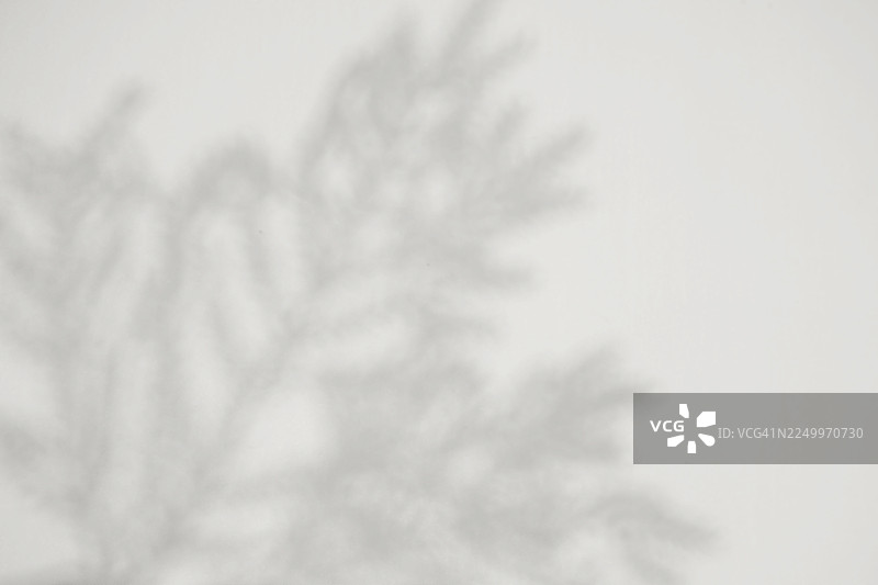 软树影在白色画布上形成抽象、宁静的自然剪影，适合极简主义装饰图片素材