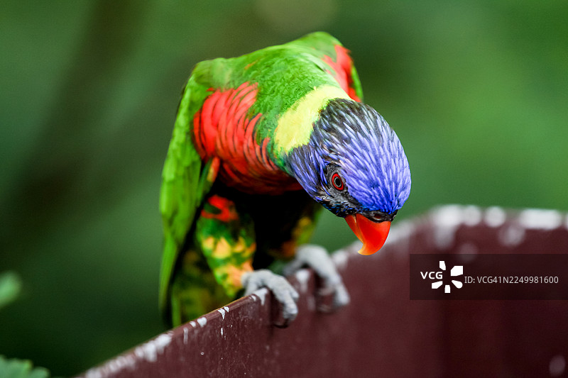 新加坡裕廊飞禽公园的彩虹吸蜜鹦鹉图片素材