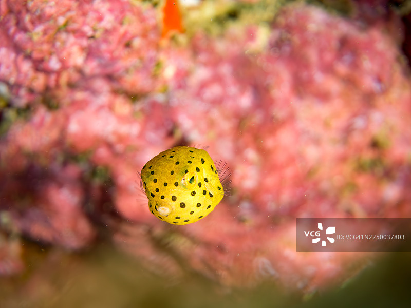 黄箱鲀，斑点箱鲀，箱鲀，圆箱鲀。幼鱼。在海蚀洞中。及其他。鱼群。日本静冈县伊豆半岛南伊豆町中木港 Hirizo 海滩 - 2025图片素材