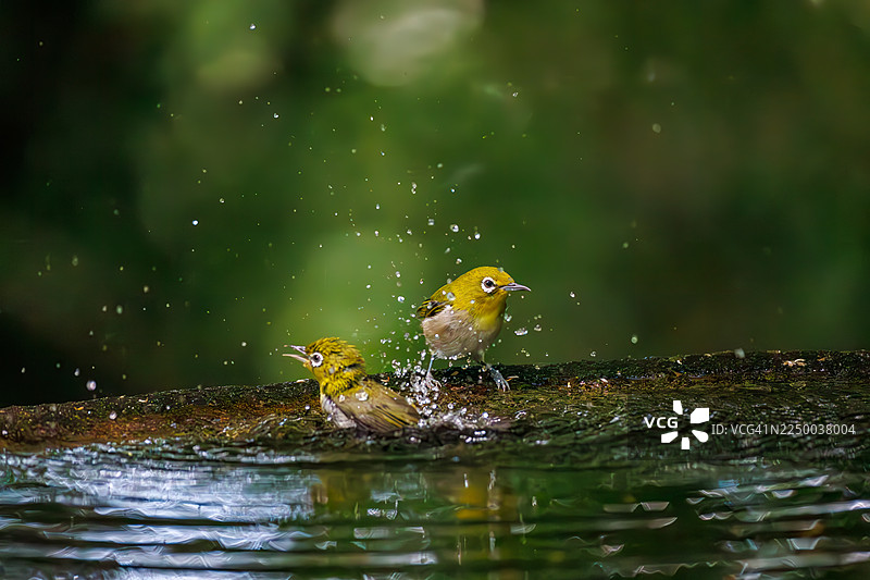 一群可爱的日本绣眼鸟(Zosterops Japonica)在日本神奈川县秦野市的权现山(Gongenyama)和甲子山(Koboyama)公园的鸟类保护区春季沐浴——2025年。图片素材