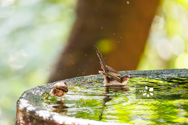 一群可爱的长尾山雀（Aegithalos caudatus，山雀科）正在拍打翅膀飞出，在水盆中沐浴。地点：日本神奈川县秦野市甲子山公园甲子山鸟类保护区。- 2025年。图片素材