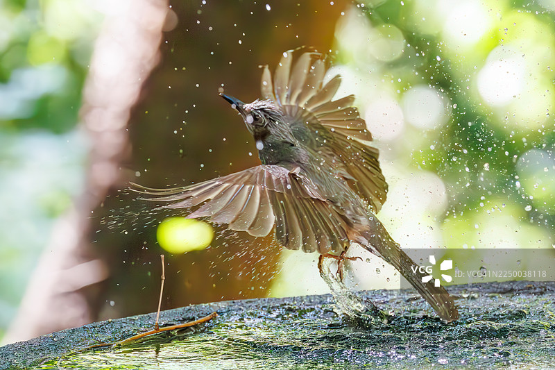 褐耳鹎（Hypsipetes amaurotis）。在水盆中沐浴。日本神奈川县秦野市高山公园权现山鸟类保护区 - 2025年。图片素材