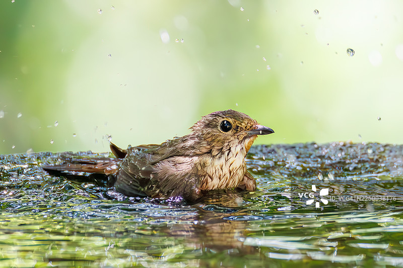 一对可爱的褐头花鹟（Ficedula narcissina）在日本神奈川县秦野市的甲子山公园，甲子山观鸟保护区内，在水盆中沐浴。- 2025年。图片素材