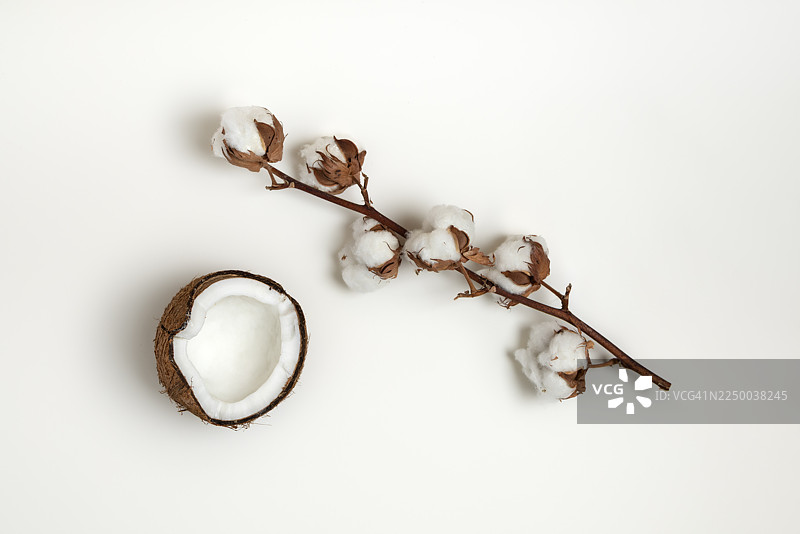 极简背景下的椰子半切与棉花枝图片素材