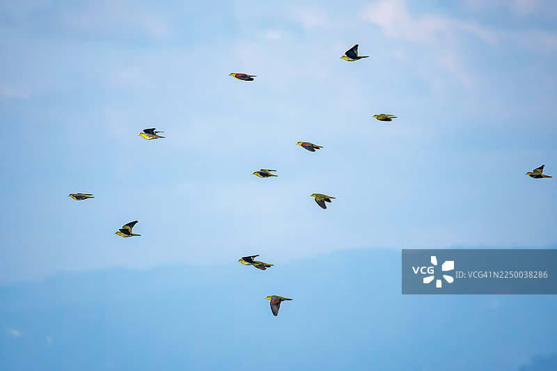 背景中可见高速公路和城镇景观。一群美丽的白腹绿鸠（Treron sieboldii）从山区飞入海浪，以摄入海水中的矿物质。神奈川县大矶町照崎海岸，2025年图片素材