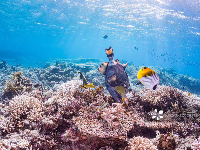 泰坦炮弹鱼 (Balistoides viridescens)，金翅蝶鱼 (Chaetodon Auriga)，斑马神仙鱼 (Pomacanthus semicirculatus) 等。 冲绳县阿嘉纳斯库岛，一群热带鱼。美丽的珊瑚礁与游泳的人们。座间味岛图片素材